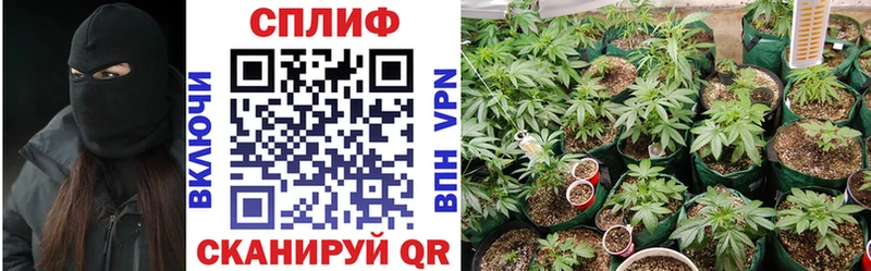 Бошки марихуана семена где можно купить наркотик shop состав Краснослободск